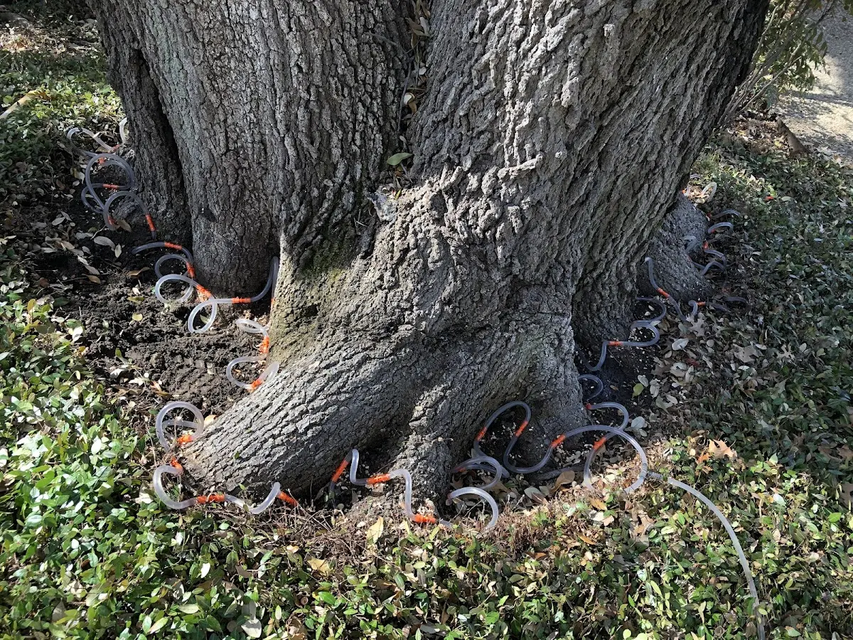 Detailed Tree Cabling and Bracing job site in East Prospect