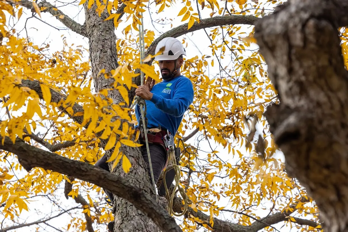 Skilled Storm Damage Cleanup crew working in East Prospect